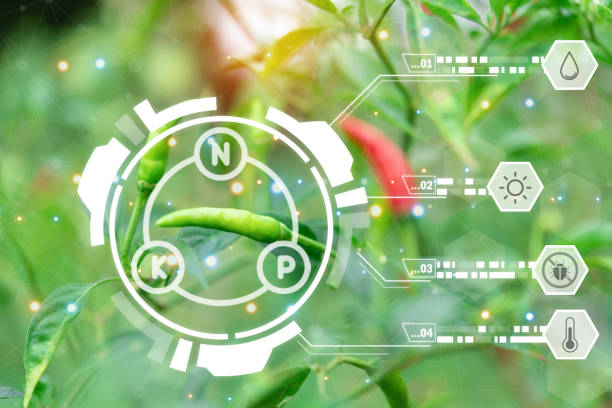 istock Smart Farm, Chilli peppers or green chilies farm 1470719741