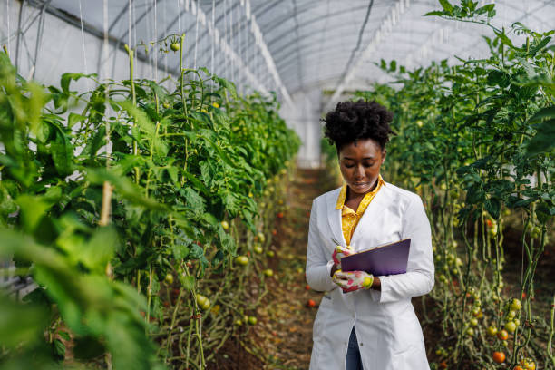 istock A female African agricultural technician is analyzing tomatoes from a vegetable garden. 1470720499