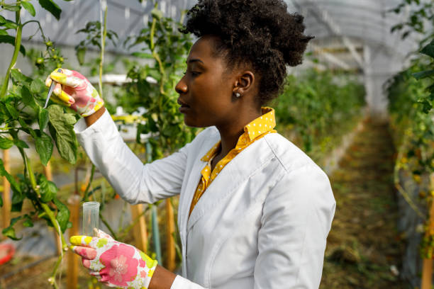 istock A female African agricultural technician is analyzing tomatoes from a vegetable garden. 1470721085