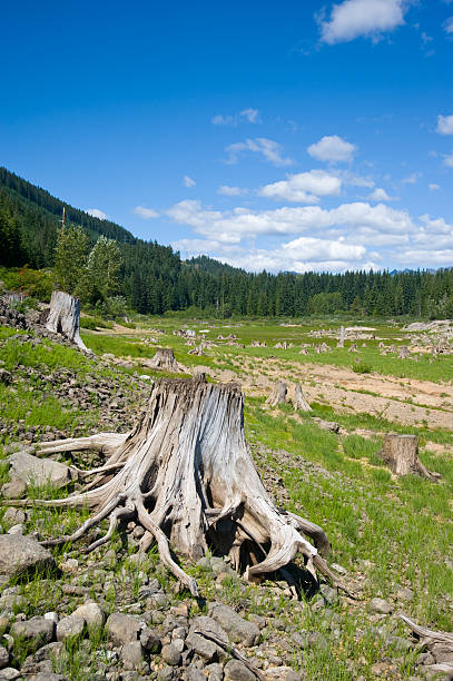 Clear cut forest area near Snoqualmie Pass, Washington State, USA stock photo