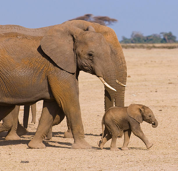 istock Two elephants with baby in Kenyan desert 147072143