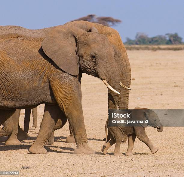 Foto de Elephants Family De Amboseli Quênia e mais fotos de stock de Filhote de elefante - Filhote de elefante, Animais de Safári, Animal