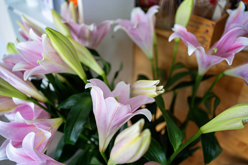 Lily flowers in flower shop