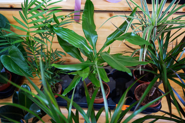 istock Plants in flower shop 1470721525