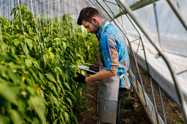 istock A young man with a digital tablet is analyzing bell peppers from a vegetable garden. 1470721599