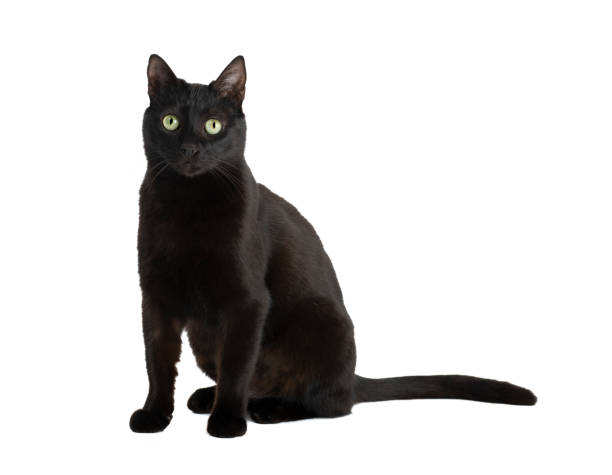 istock Beautiful black cat on white background 1470721608