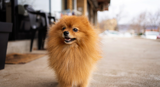 Smiling red long haired pomeranian spitz