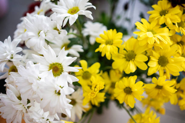 Flowers in flower shop