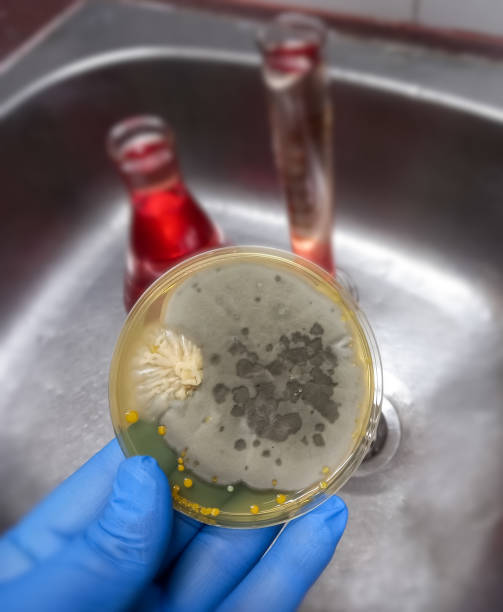 istock Malt Extract Agar in Petri dish using for growth media to isolate and cultivate yeasts, molds and fungal testing from neil scraping samples. Neil scraping for fungus culture. 1470721913