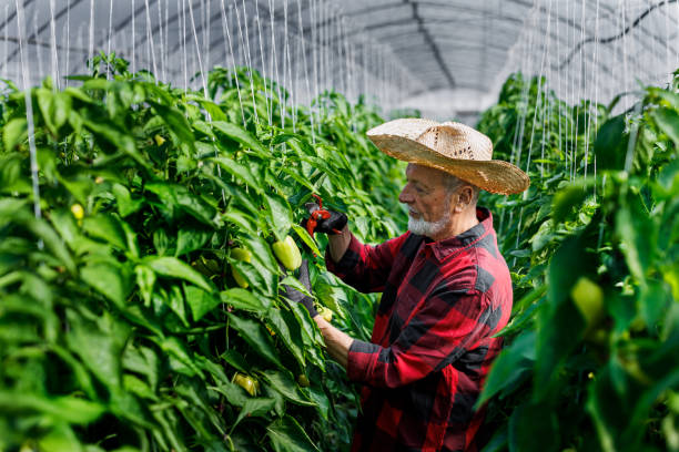 istock Using garden scissors, a senior man picks peppers from a vegetable garden. 1470721936