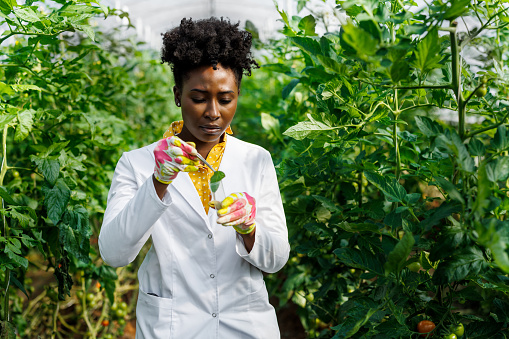 In a spacey greenhouse, an African woman botanist with a white coat is analyzing growing tomatoes and putting samples in a test tube.