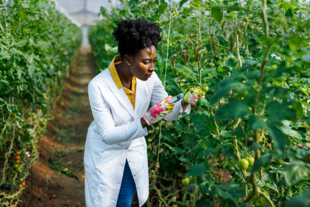 istock A female African agricultural technician is analyzing tomatoes from a vegetable garden. 1470722226