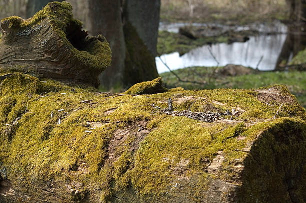 rotten wood stock photo