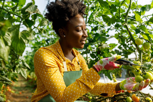 istock Using garden scissors, a young African woman picks tomatoes from a vegetable garden. 1470722252