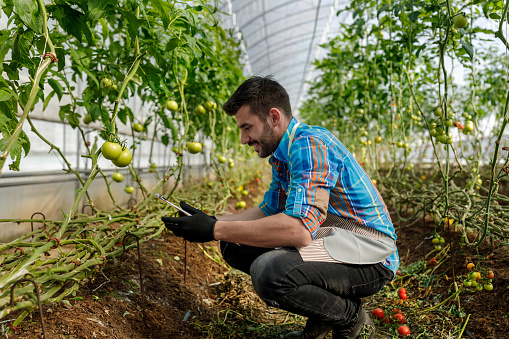 A young man is analyzing tomatoes in a large vegetable garden using a digital tablet to take some notes.