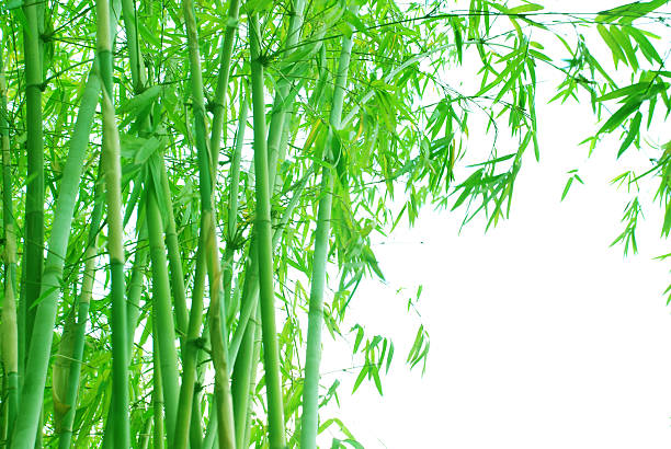 istock Green flourish bamboo foliage 147072260