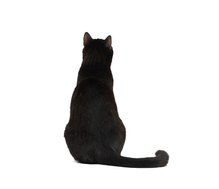 Cute black cat sitting, isolated on white.