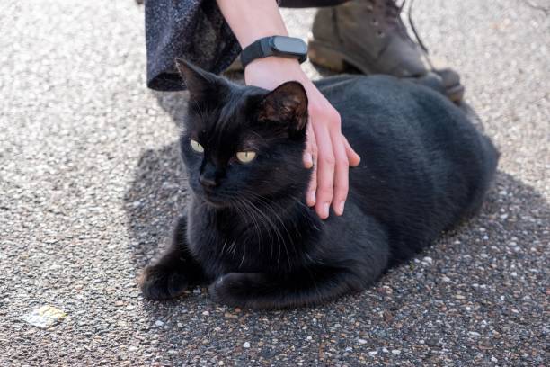 istock Beautiful Black Cat in the Sunshine 1470723744