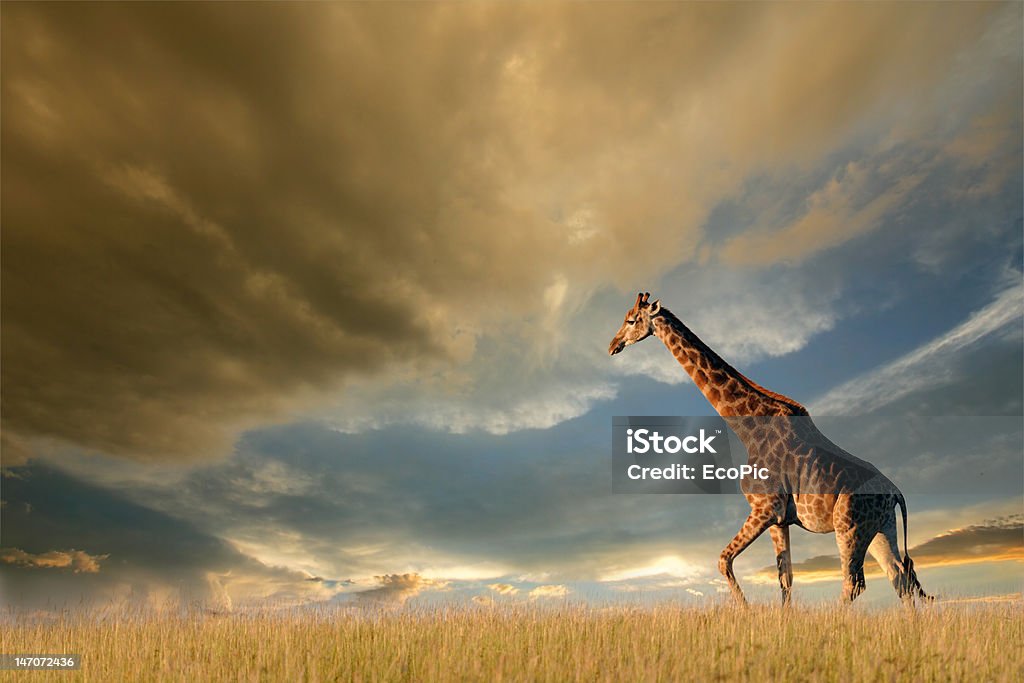 Giraffe on African plains A giraffe walking on the African plains against a dramatic sky Africa Stock Photo