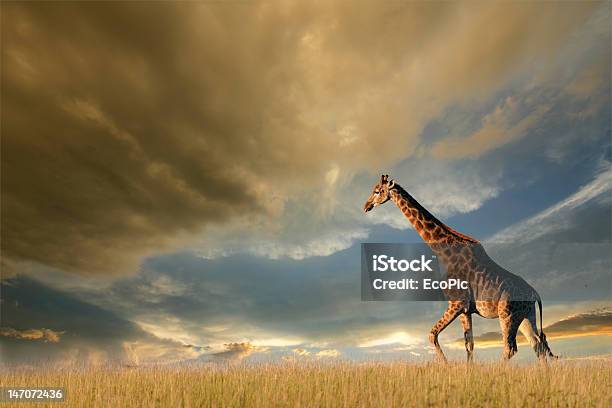 Giraffe On African Plains Stock Photo - Download Image Now - Africa, Animal, Animal Wildlife