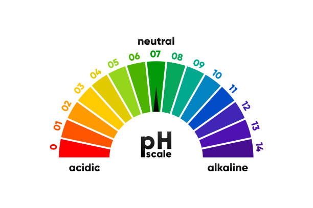 ilustrações, clipart, desenhos animados e ícones de medidor de escala de ph para soluções ácidas e alcalinas. escala de equilíbrio ácido-base. teste químico. ilustração vetorial. - litmus test