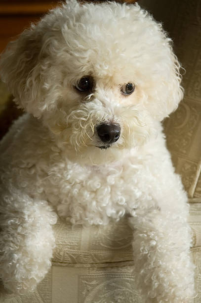 istock Bichon Frise on a chair 147072465
