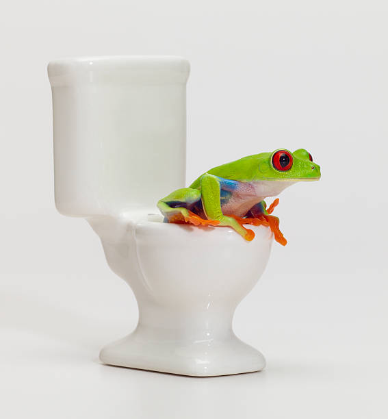 개구리 on 아기용 변기 스톡 사진
