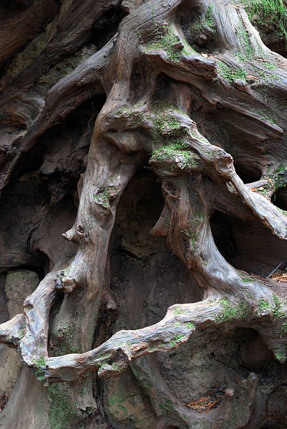 istock Root detail of a fallen redwood tree 147072656