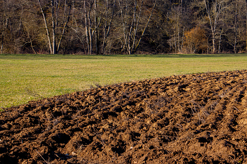 Plowed field and trees in the background