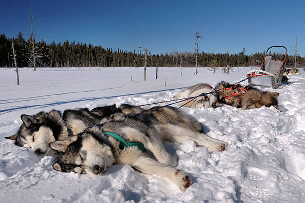 Alaskan Malamutes sleeping Alaskan Malamutes napping after a ride - QuAbec - Canada dogsledding stock pictures, royalty-free photos & images