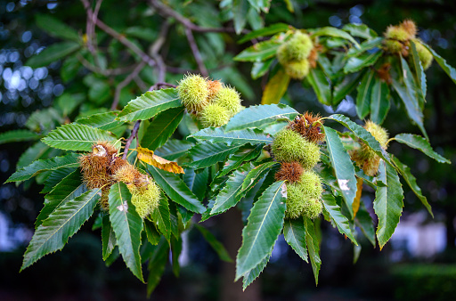 A branch of a sweet chestnut tree showing the fruit and leaves. The sweet chestnut is the tree that bears the edible chestnut.
