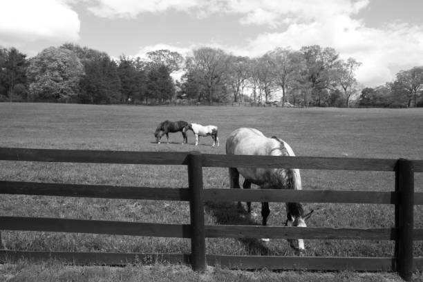 istock Horse Farm Ct 1470728411