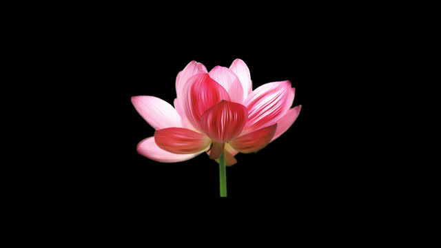 Lotus flower icon loop Animation video transparent background with alpha channel