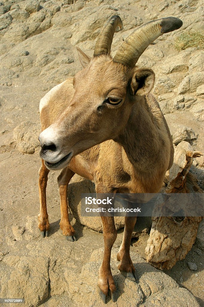 Young Bighorn Sheep Young Big Horn Sheep closeup with rocky desert mountain background Attitude Stock Photo