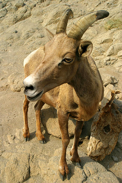 jovem muflão do canadá - bighorn sheep sheep desert mojave desert imagens e fotografias de stock