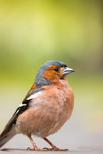 Portrait of a finch on the road a finch sits on the road and looks at the camera, a beautiful bird male common chaffinch bird fringilla coelebs stock pictures, royalty-free photos & images