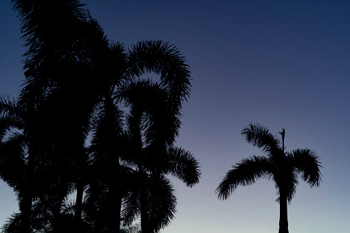 palm trees and sunset skies on vacation