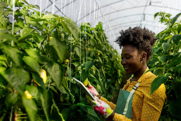 istock A young African woman with a digital tablet is analyzing peppers from a vegetable garden. 1470730734