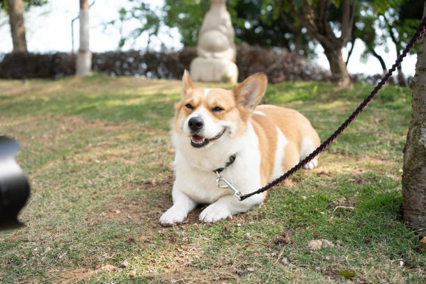 istock A corgi looking at the camera that took his picture 1470731710