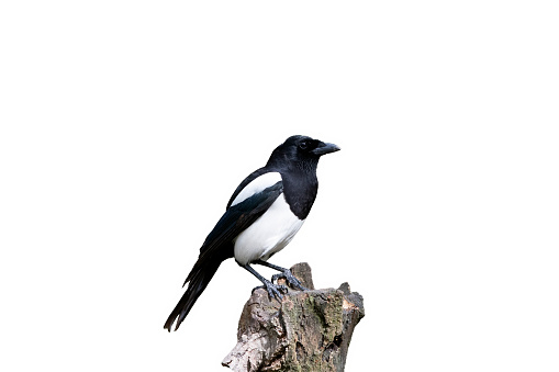 Magpie on a white background
