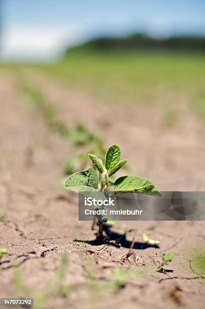 Foto de Único Soja Crescendo e mais fotos de stock de Seca - Seca, Feijão, Iowa