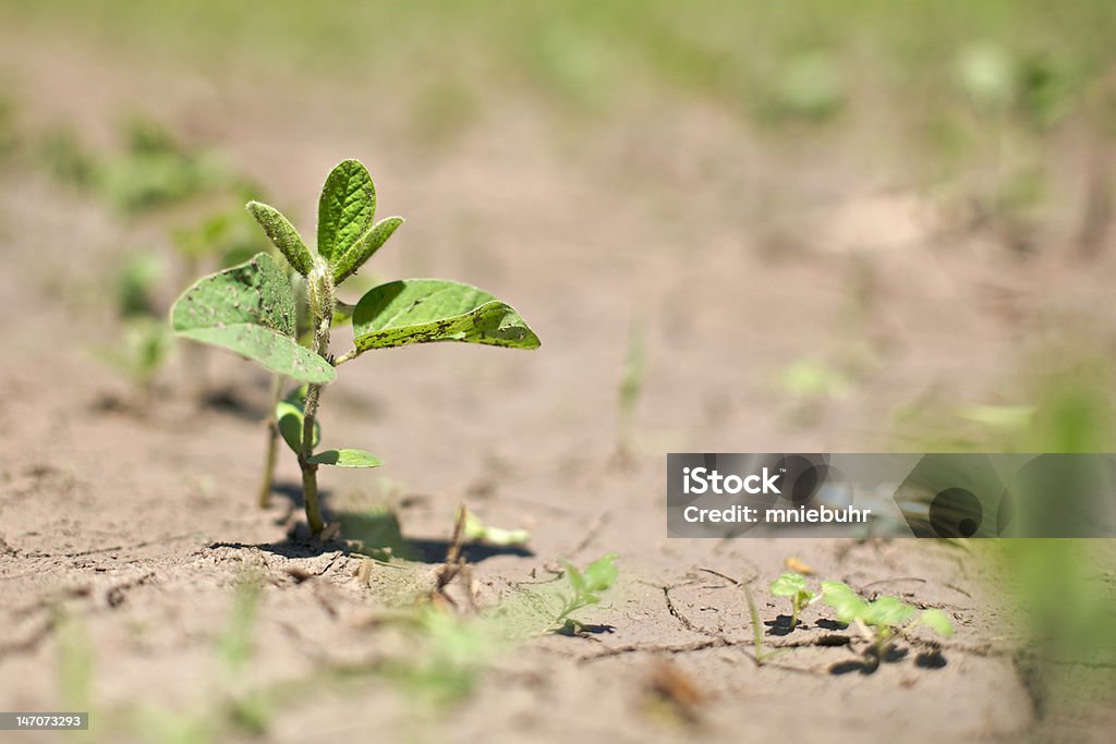 Única planta cultivo de SOJA - Foto de stock de Agricultura libre de derechos