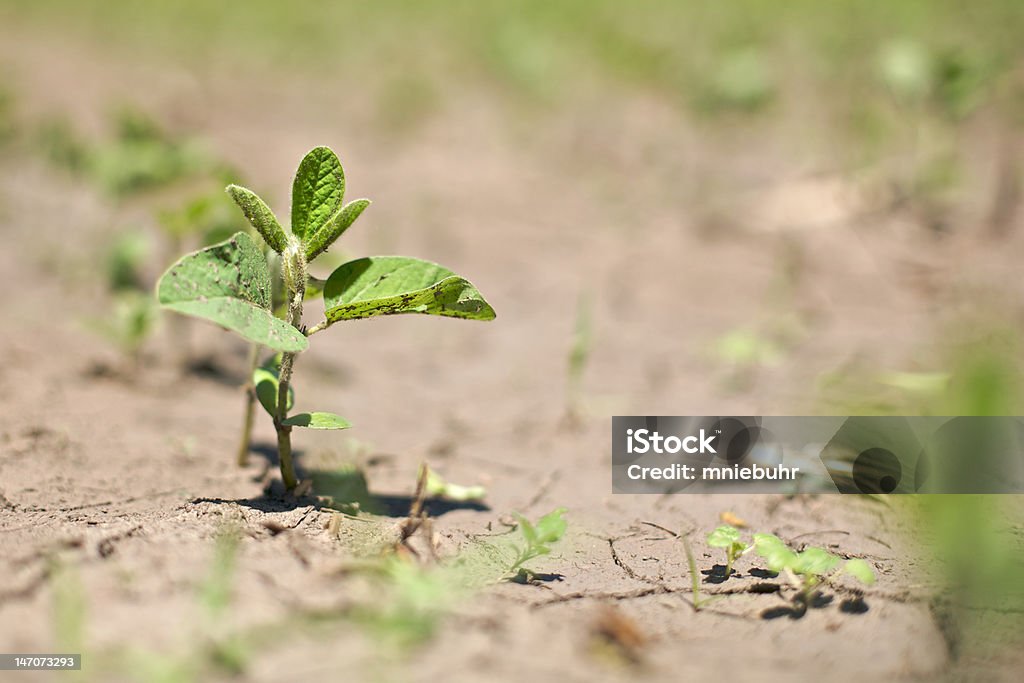 シングル大豆植物の成長 - アイオワ州のロイヤリティフリーストックフォト