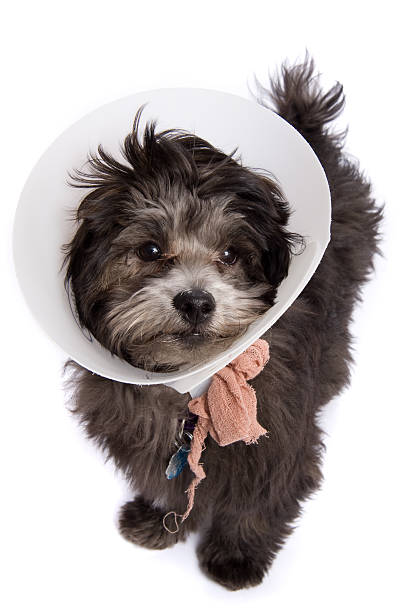 istock Puppy Dog with E-collar Elizabethan Surgical Collar 147073311