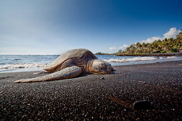 Turtle Resting on Black Sand Beach stock photo