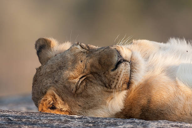 Lazy Lion stock photo