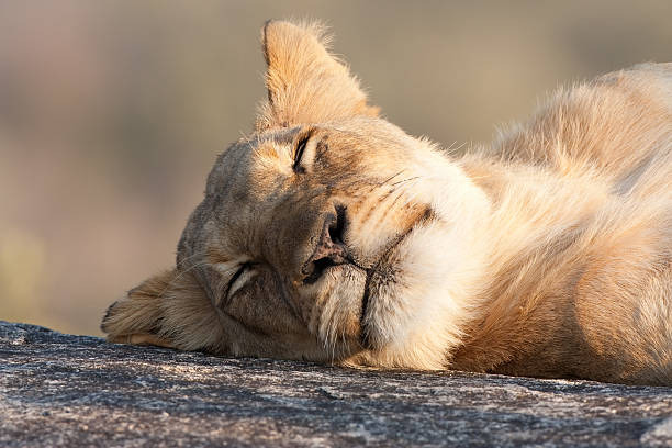 Lazy Lion stock photo