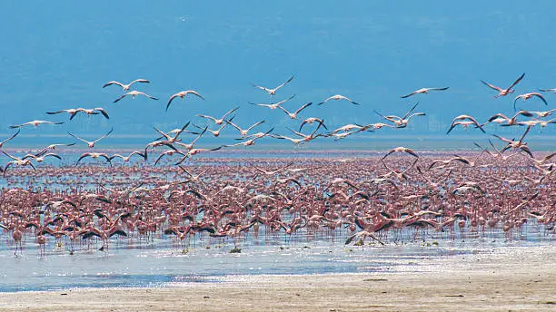 Photo of flocks of flamingos in the sunrise, lake nakuru, kenya