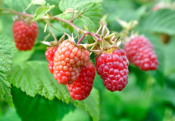 istock close-up of ripening raspberry branch 1470734315