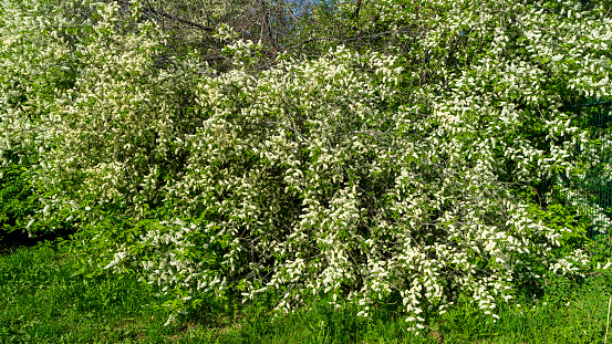 Bush or tree of bird cherry on sunny summer day. Bird cherry flowers. Smell of spring.